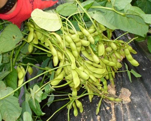 7月・8月数量限定!!枝豆収穫体験